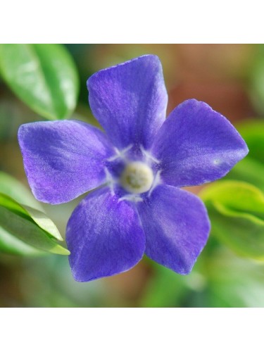 Pervinca "Vinca minor"...