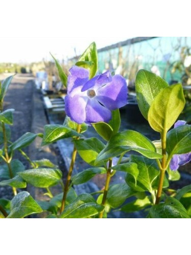 Pervinca "Vinca minor"...