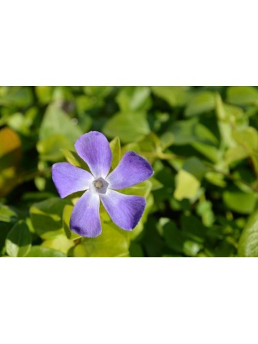 Pervinca "Vinca minor"...