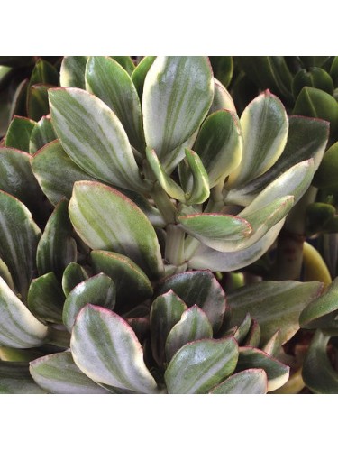 Crassula ovata variegata...