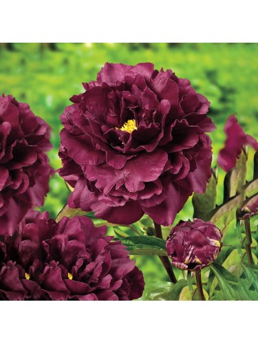 Peonia arbustiva "Peaonia...