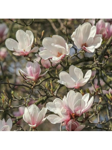 Magnolia giapponese...