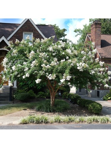 Lagerstroemia indica bianca...