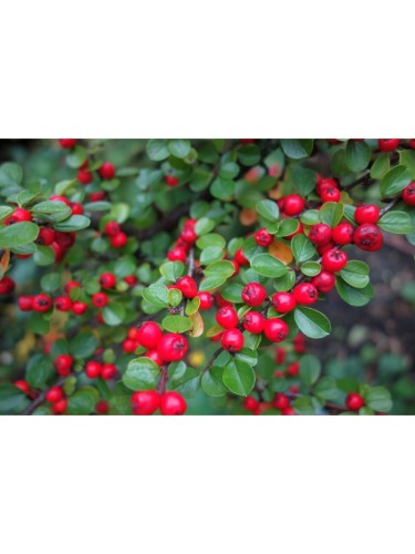 Cotognastro "Cotoneaster...