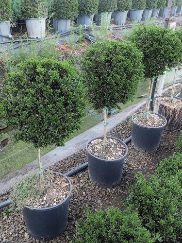 Agrifoglio giapponese "Ilex...