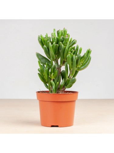 Crassula Ovata Hobbit...