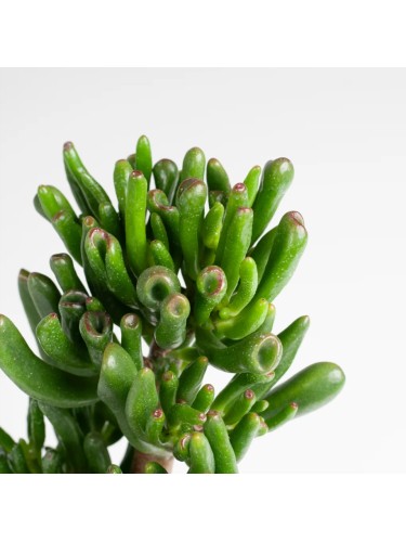 Crassula Ovata Hobbit...