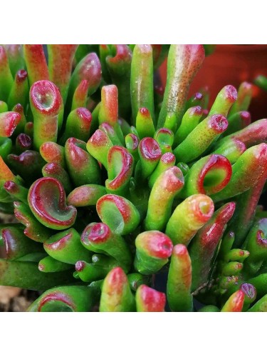 Crassula Ovata Hobbit...