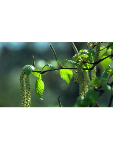 Betulla bianca alba "Betula...