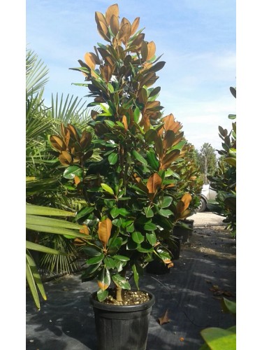 Magnolia grandiflora...