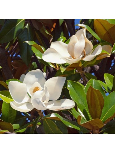 Magnolia grandiflora...