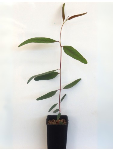 Eucalipto rosso "Eucalyptus...