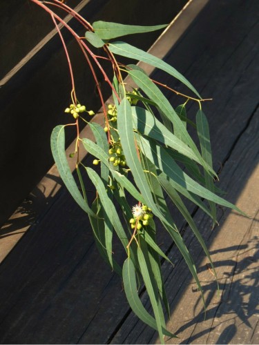 Eucalipto rosso "Eucalyptus...