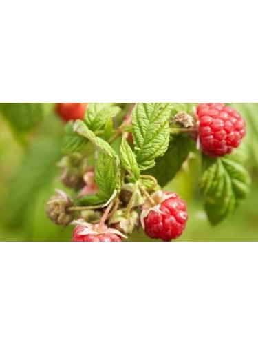 Lampone rosso "Rubus...