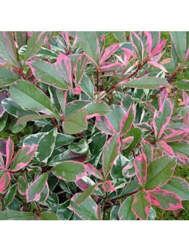 Photinia x Fraseri 'Pink...