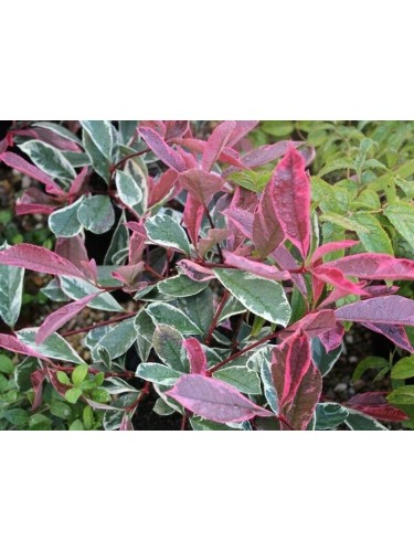 Photinia x Fraseri 'Pink...