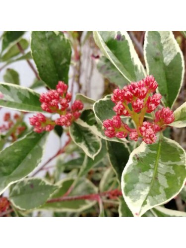 Photinia x Fraseri 'Pink...