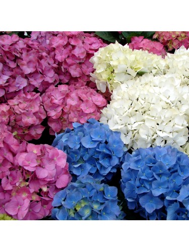 Ortensia "Hydrangea...