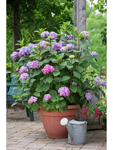 Ortensia "Hydrangea...