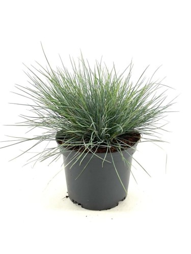 Festuca blu "Festuca glauca...