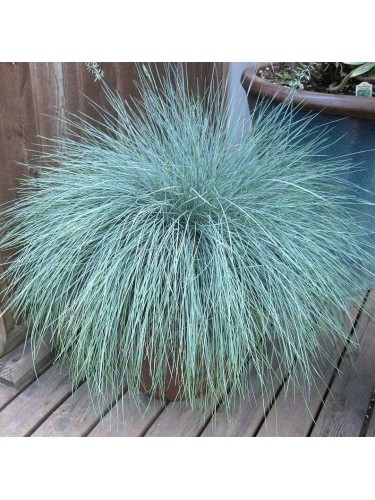 Festuca blu "Festuca glauca...