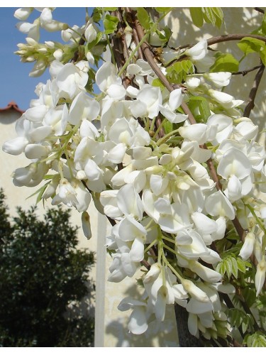 Glicine "Wisteria" pianta...