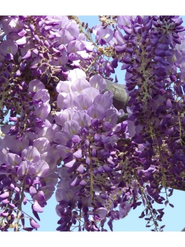 Glicine "Wisteria" pianta...