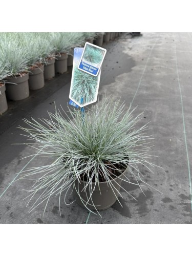 Festuca blu "Festuca glauca...