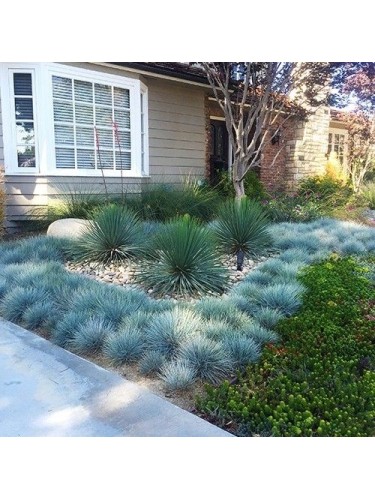 Festuca blu "Festuca glauca...