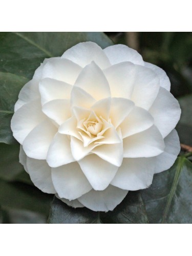 Camelia giapponese...