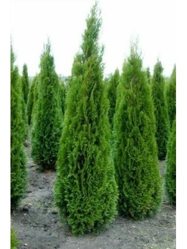 Tuia smeraldo "Thuja...