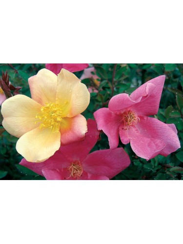 Rosa cinese "Rosa chinensis...