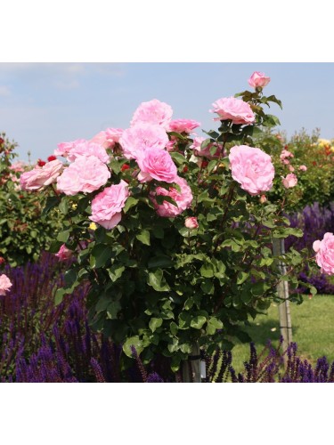 Rosa rifiorente bellissima...