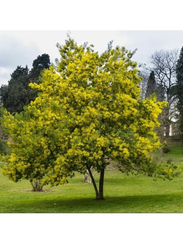 Mimosa "Acacia dealbata"...