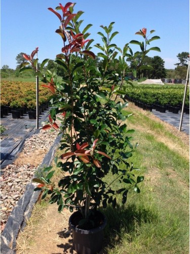 Pianta adulta Photinia...