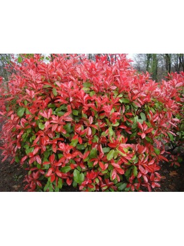 Pianta adulta Photinia...