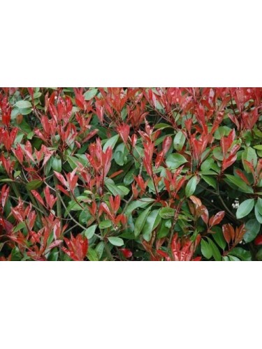 Pianta adulta Photinia...