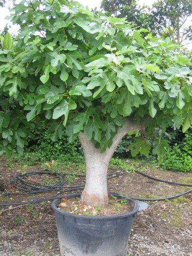 Fico comune "Ficus carica"...