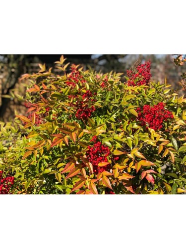 Nandina domestica "Bambù...