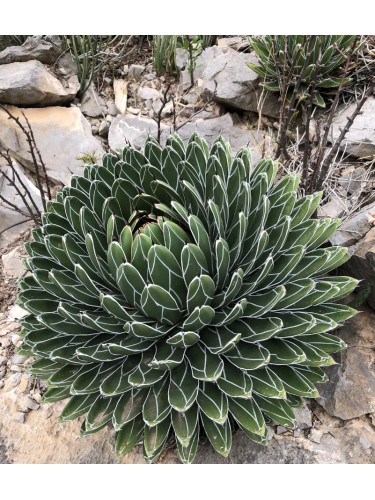 Agave Regina Vittoria...