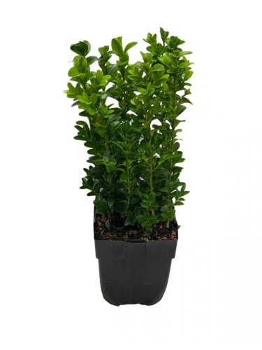 Bosso variegato "Buxus...