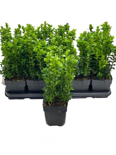 Bosso variegato "Buxus...