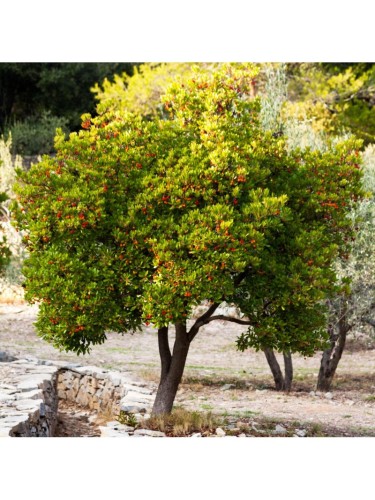 Corbezzolo "Arbutus unedo"...