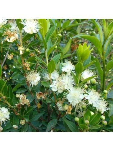 Mirto sardo "Myrtus...