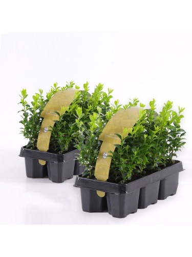 Bosso "Buxus microphylla...