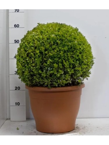 Bosso a palla "Buxus...