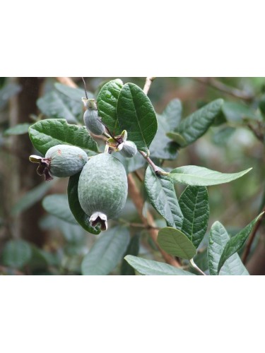 Feijoa "Acca sellowiana"...