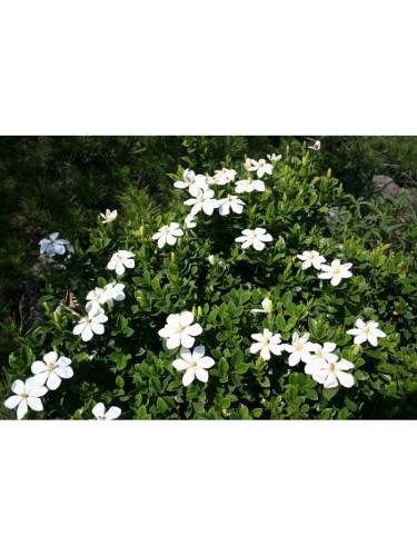 Gardenia jasminoides...