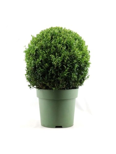 Bosso a palla "Buxus...