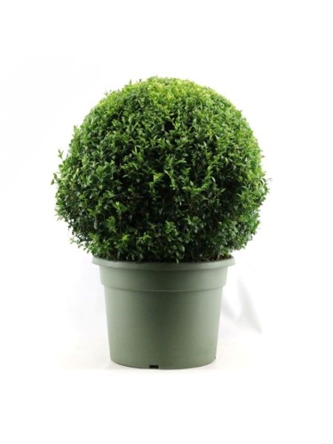 Bosso comune "Buxus...